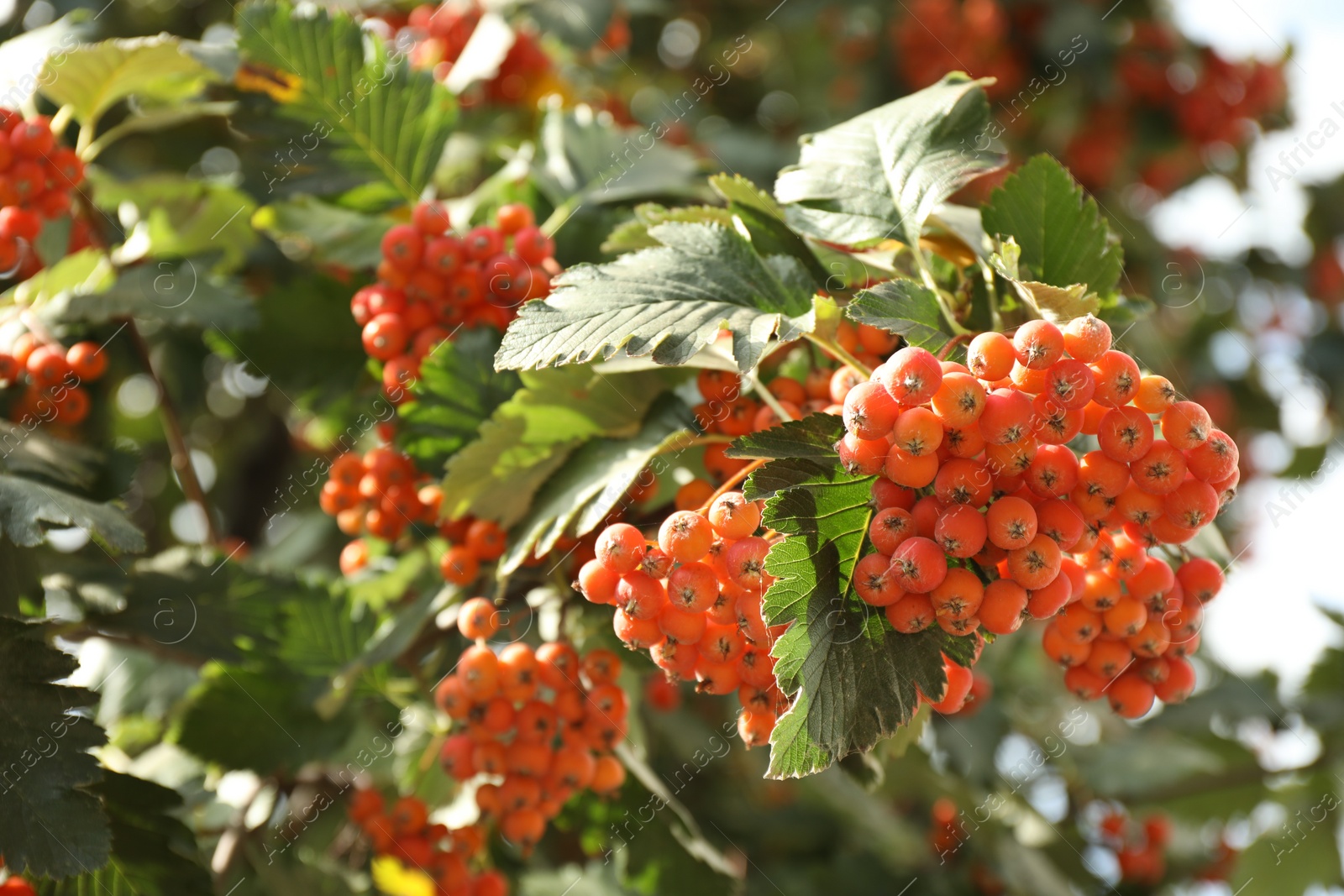 Photo of Rowan tree with many orange berries growing outdoors, closeup