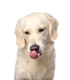 Photo of Cute Labrador Retriever showing tongue on white background