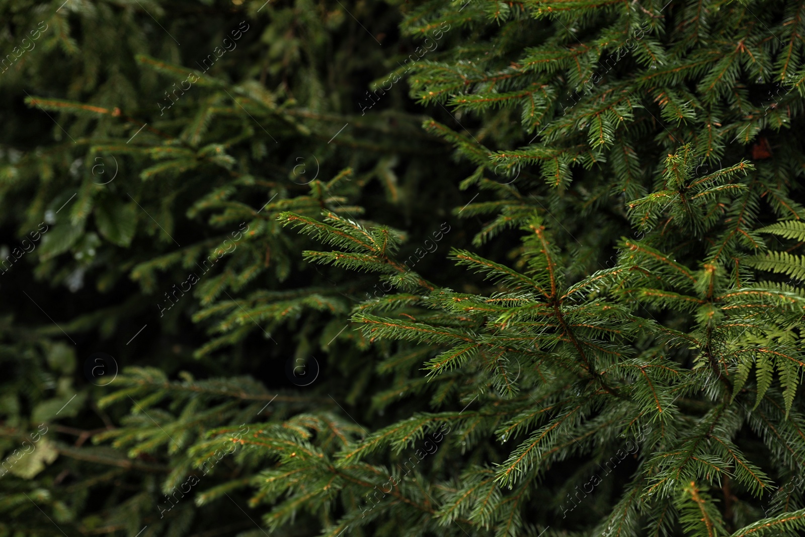 Photo of Beautiful fir with green branches in forest, closeup