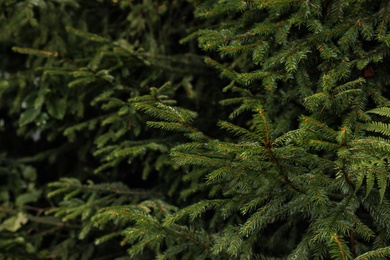 Photo of Beautiful fir with green branches in forest, closeup