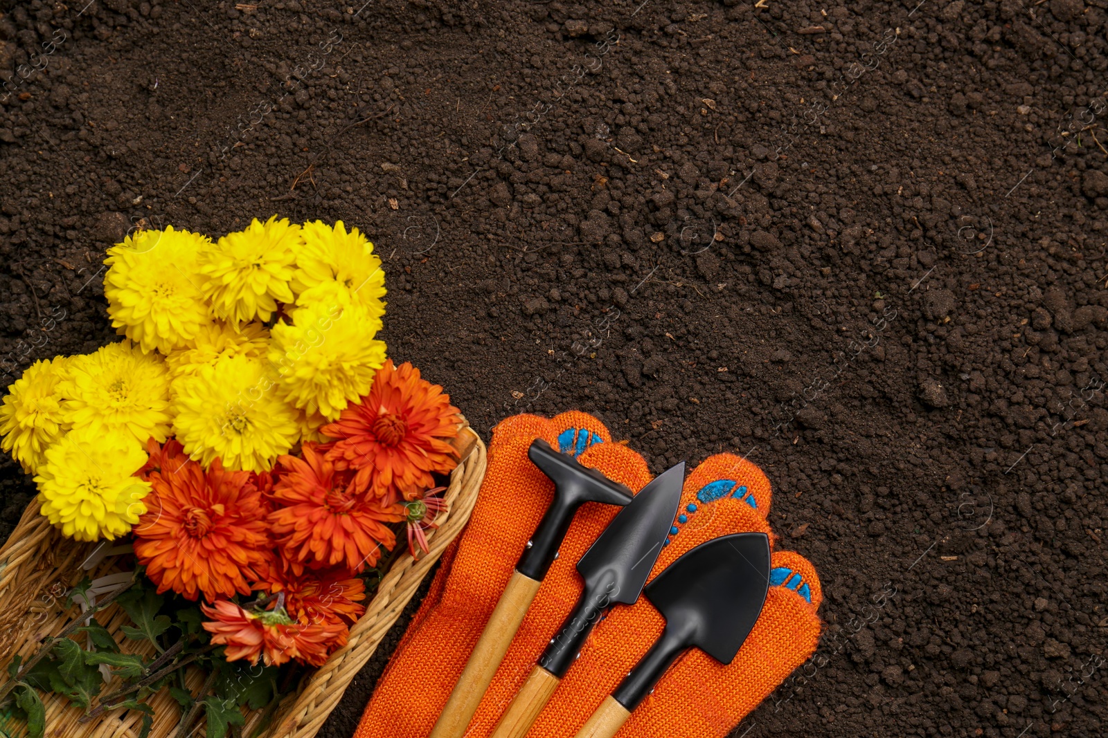 Photo of Gardening tools, gloves and flowers on fresh soil, flat lay. Space for text