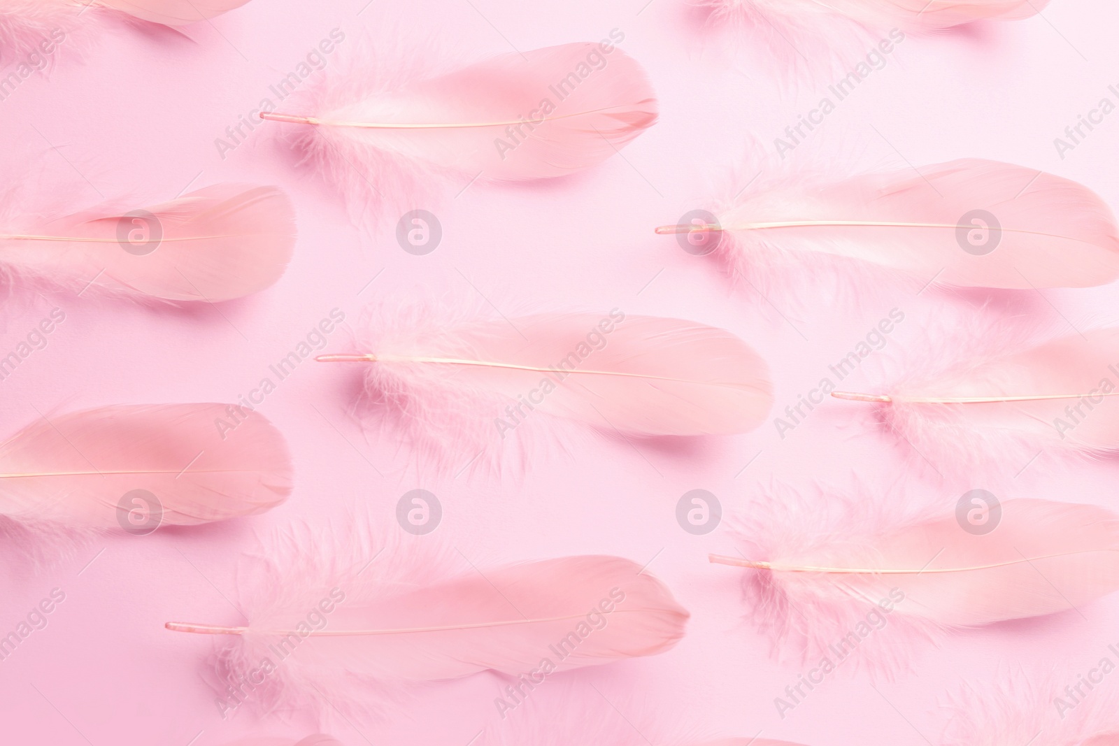 Photo of Beautiful feathers on light pink background, flat lay