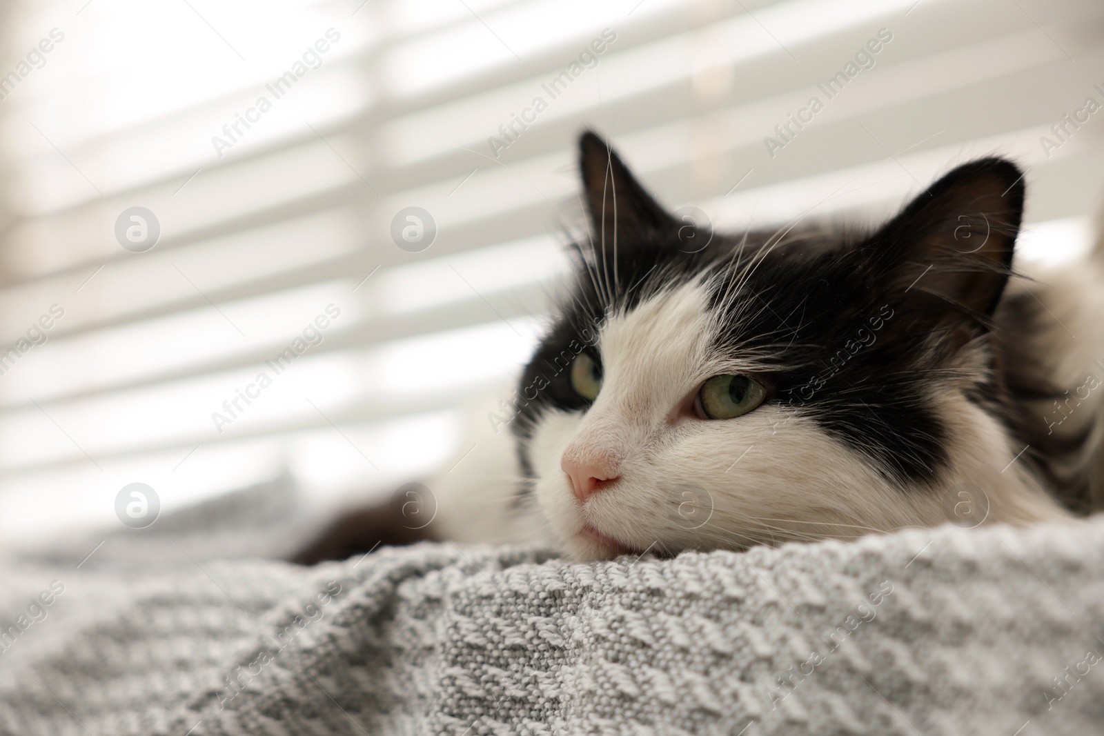 Photo of Cute cat relaxing on window sill at home, closeup with space for text. Lovely pet