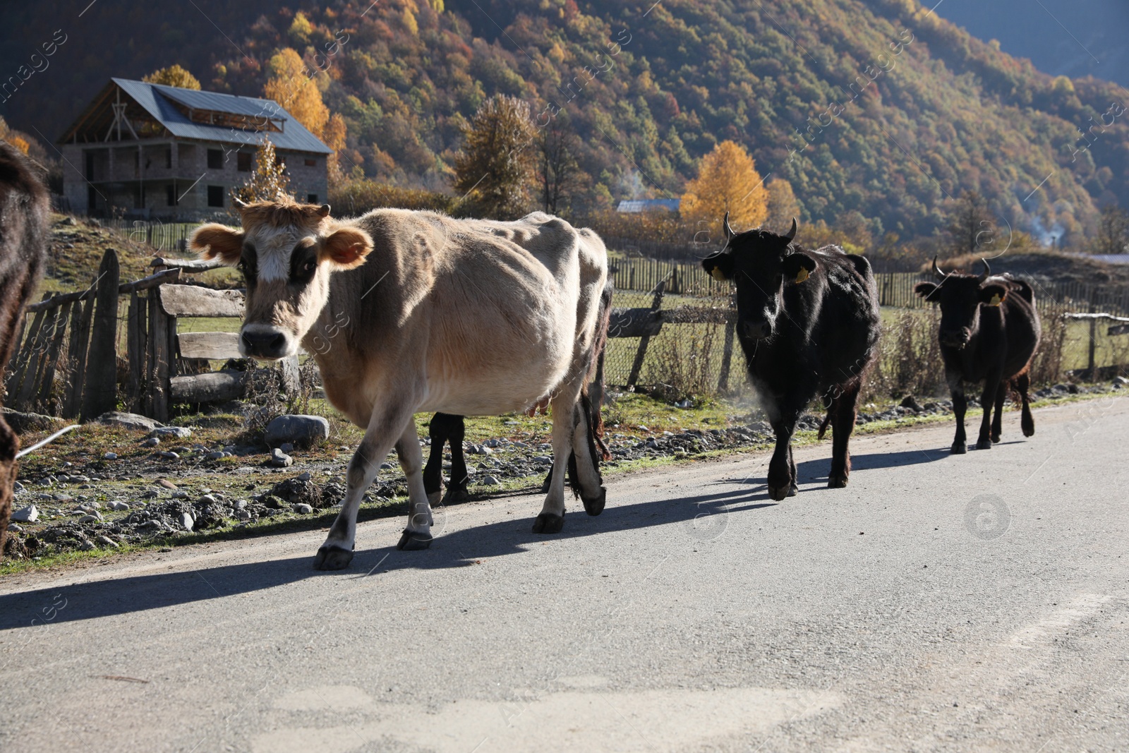 Photo of Many different cows on asphalt road in mountains