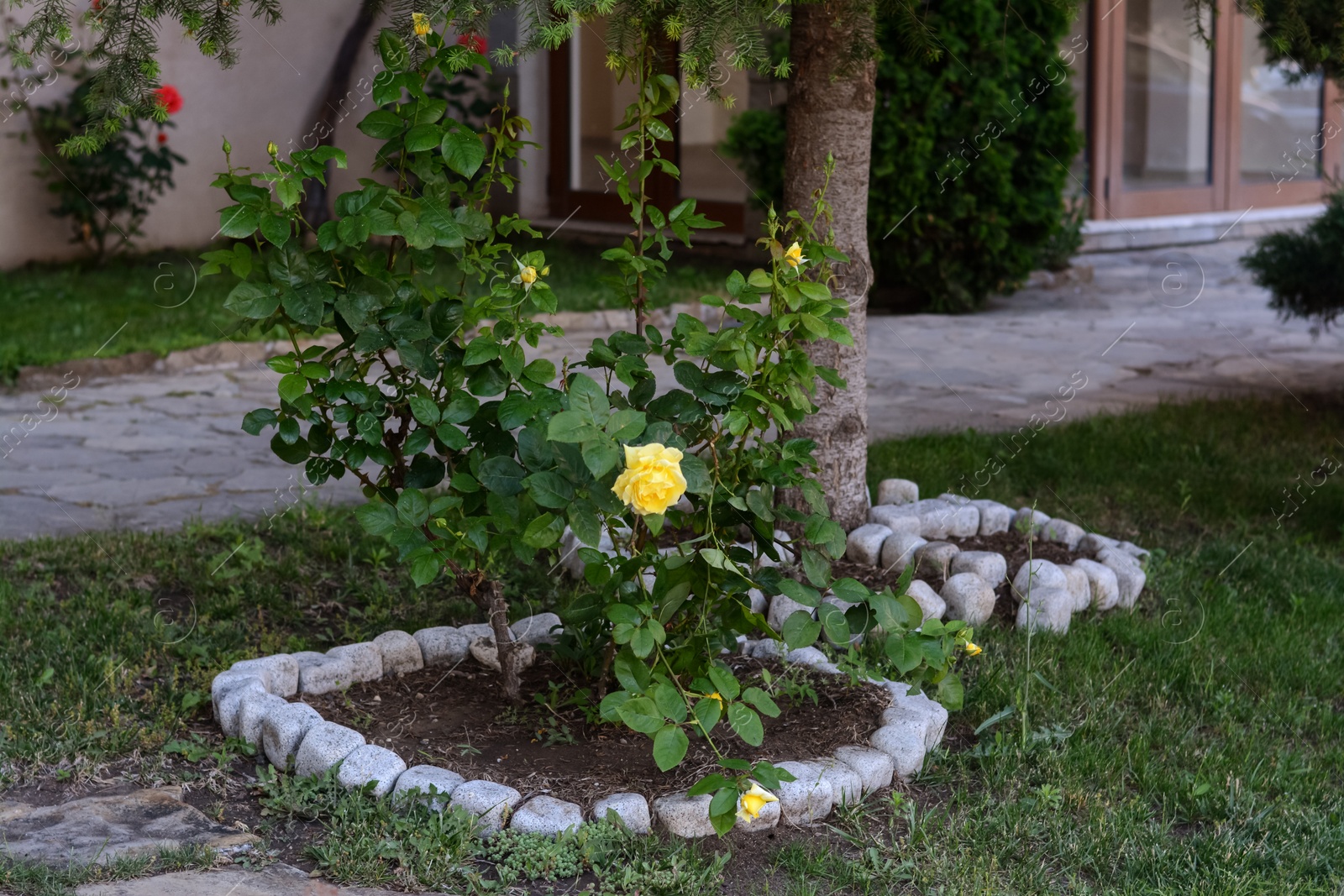 Photo of Beautiful blooming rose bush growing in flowerbed on city street