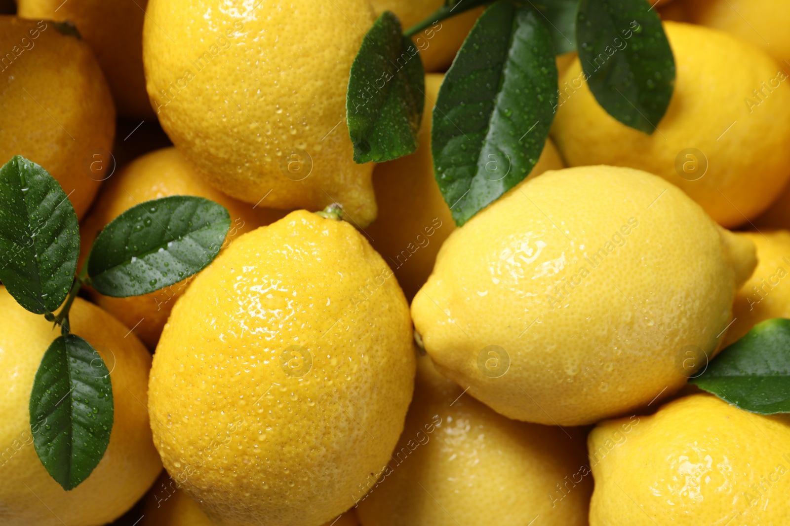 Photo of Fresh lemons and green leaves with water drops as background, closeup