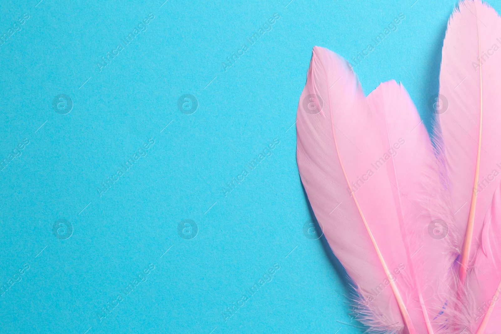 Photo of Beautiful pink feathers on light blue background, top view. Space for text