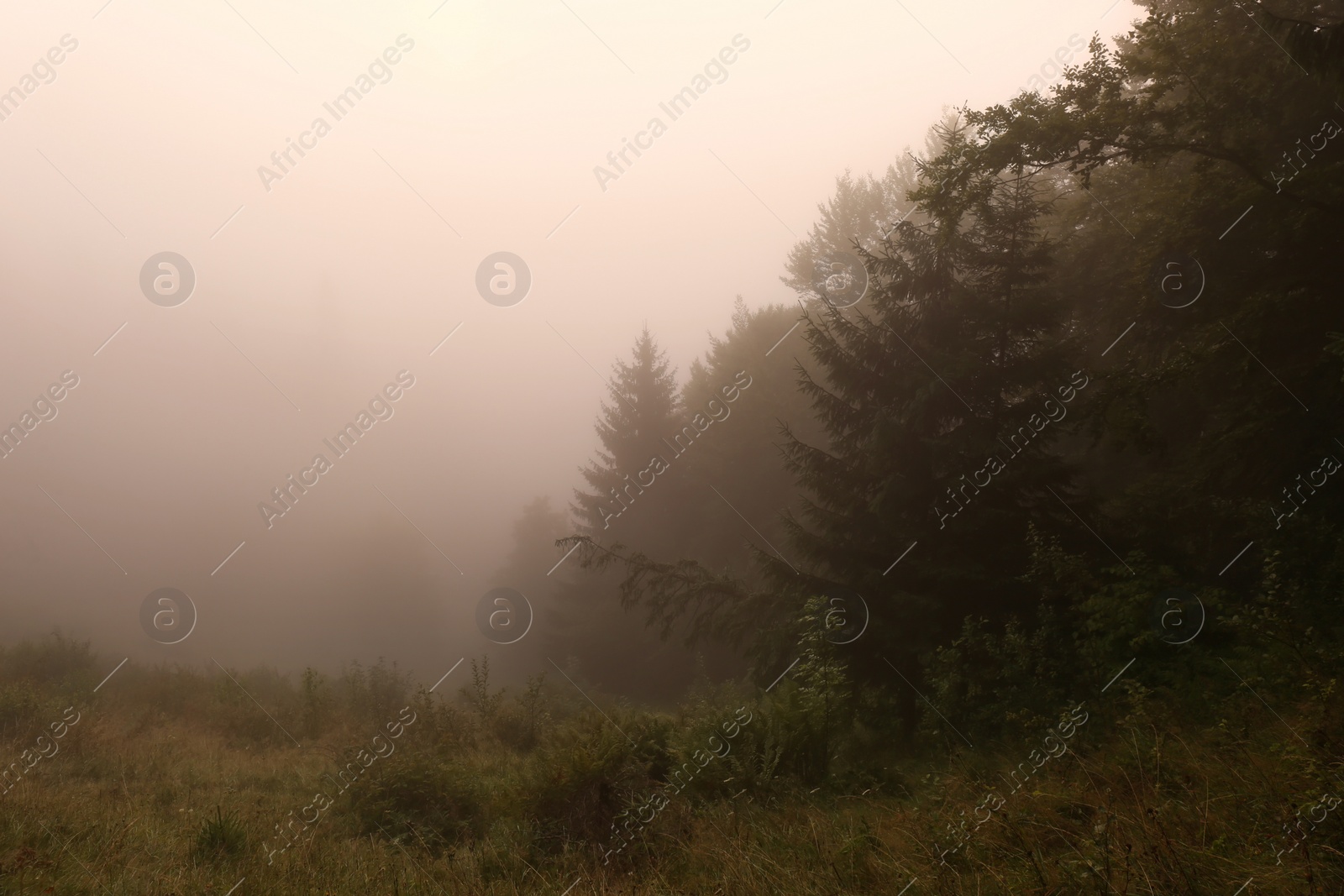 Photo of Picturesque view of foggy forest. Beautiful landscape