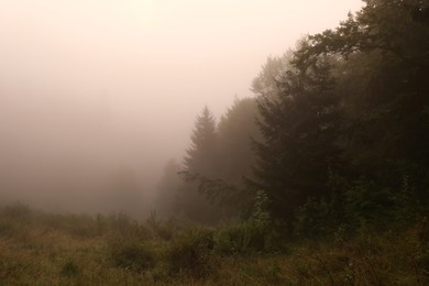 Photo of Picturesque view of foggy forest. Beautiful landscape