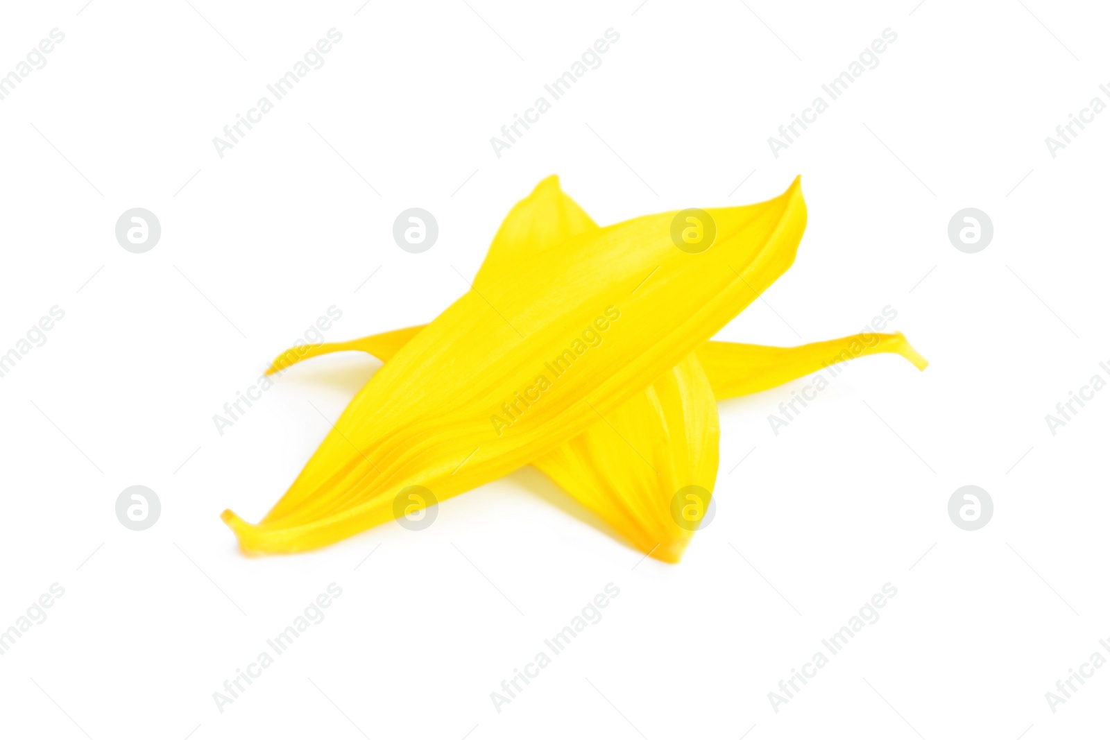 Photo of Fresh yellow sunflower petals isolated on white