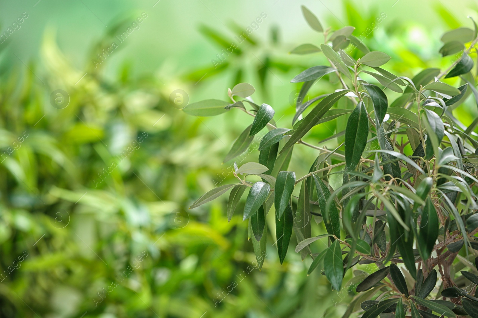 Photo of Olive tree with leaves on green blurred background. Space for text