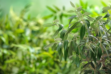 Olive tree with leaves on green blurred background. Space for text