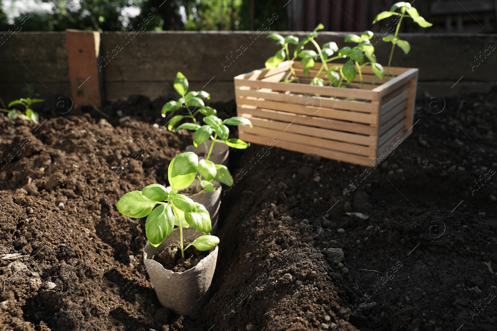 Photo of Beautiful seedlings in peat pots on soil outdoors