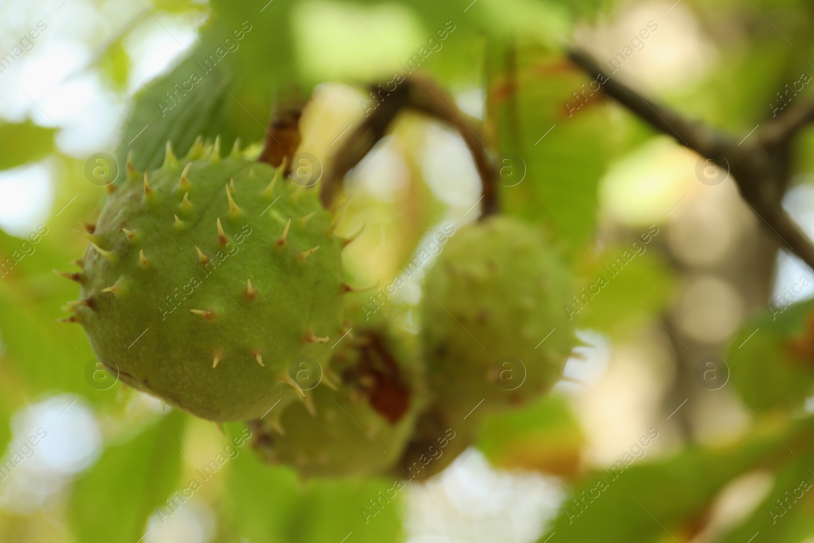 Photo of Horse chestnuts growing on tree outdoors, closeup