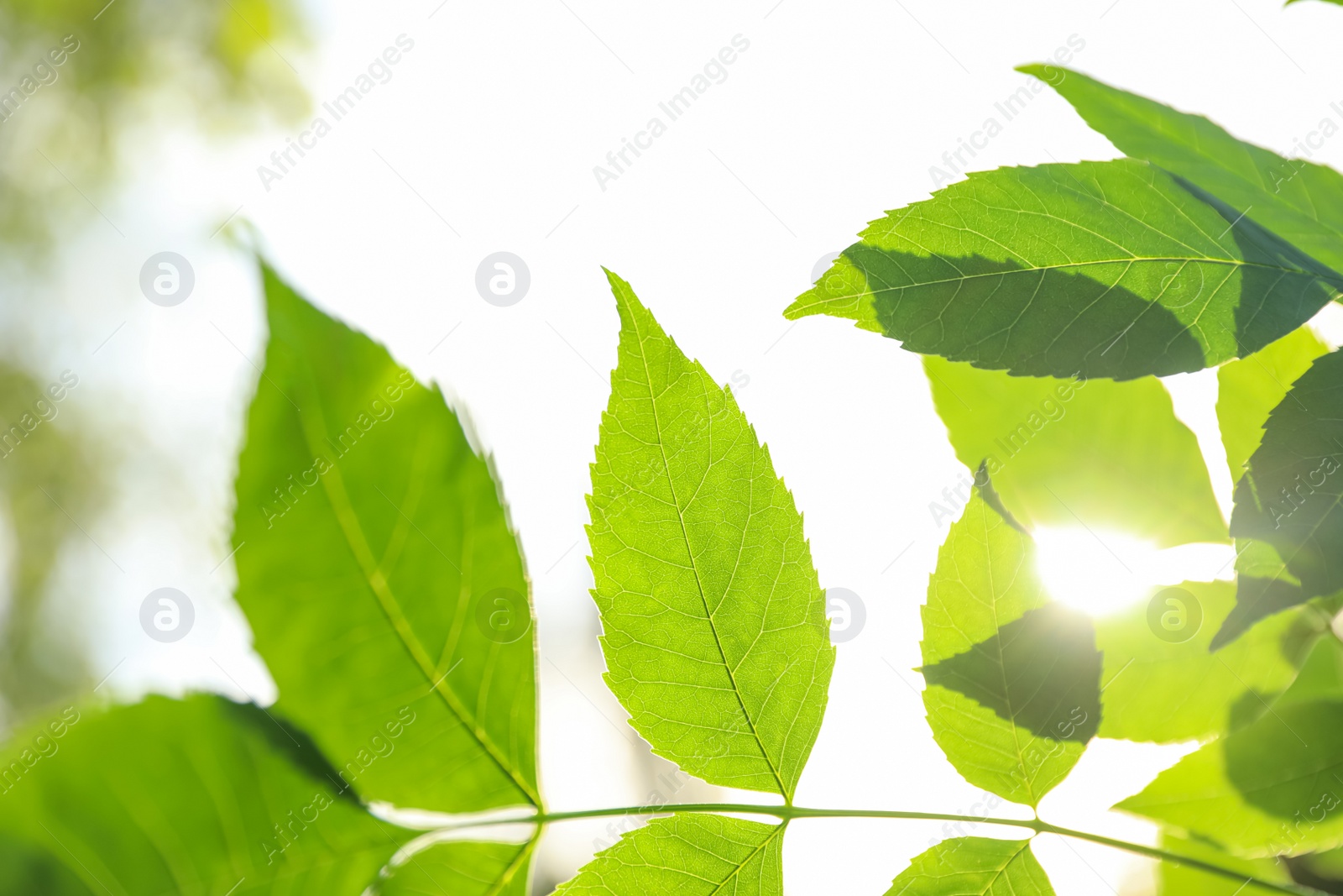 Photo of Closeup view of ash tree with young fresh green leaves outdoors on spring day