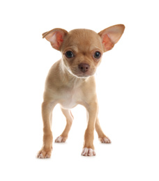Photo of Cute Chihuahua puppy on white background. Baby animal