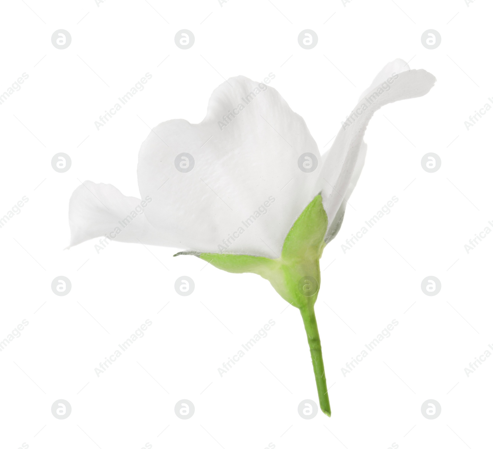 Photo of Beautiful delicate jasmine flower isolated on white