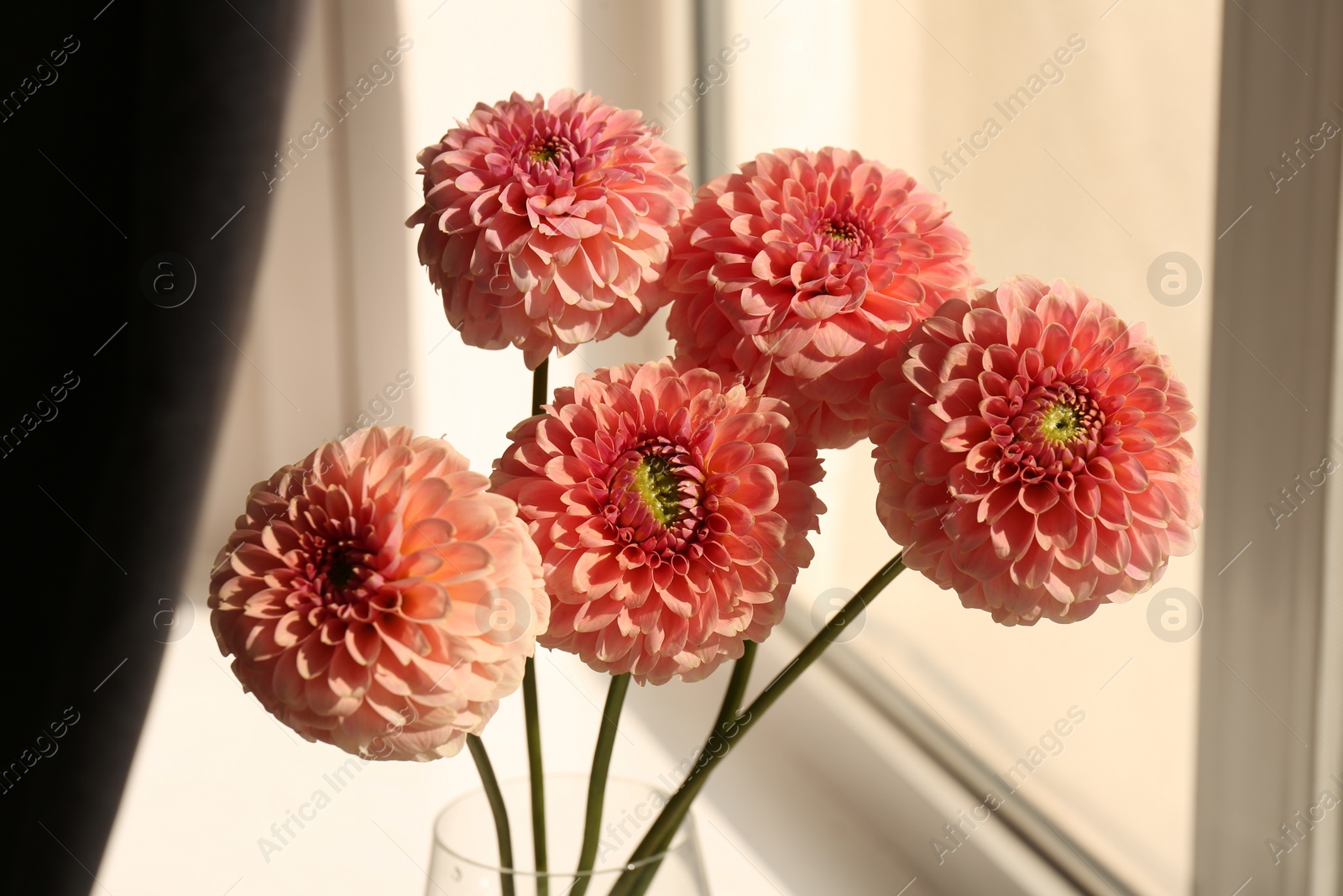 Photo of Bouquet of beautiful dahlia flowers in vase near window indoors