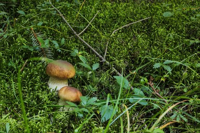 Wild mushrooms growing in forest on summer day