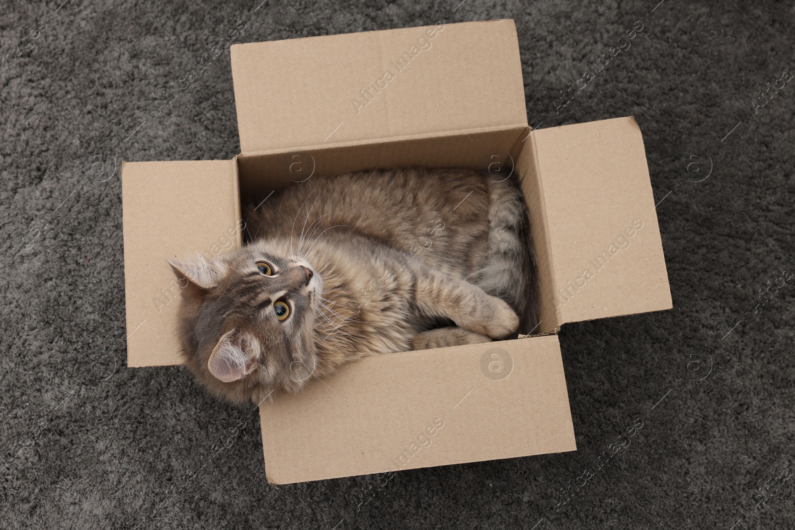 Photo of Cute fluffy cat in cardboard box on carpet, top view