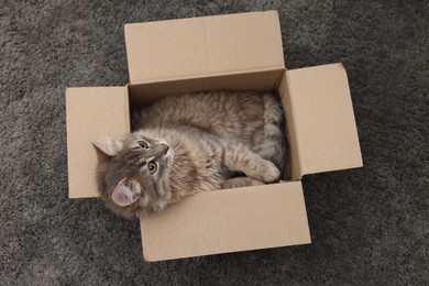 Cute fluffy cat in cardboard box on carpet, top view