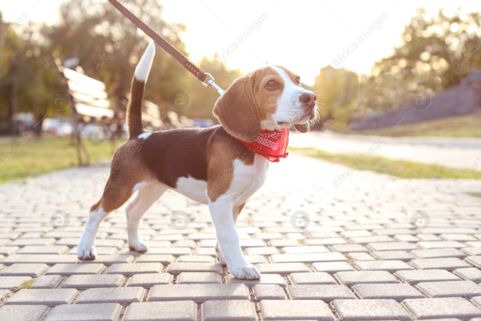 Photo of Cute Beagle in park on sunny day. Dog walking