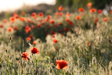 Field of beautiful blooming red poppy flowers on sunny day. Space for text