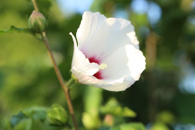 Photo of Beautiful white hibiscus flower growing outdoors, closeup