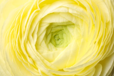 Closeup view of beautiful delicate ranunculus flower