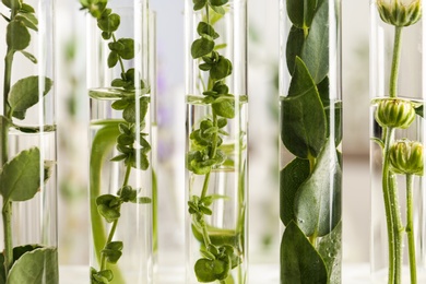 Closeup view of test tubes with different plants on blurred background