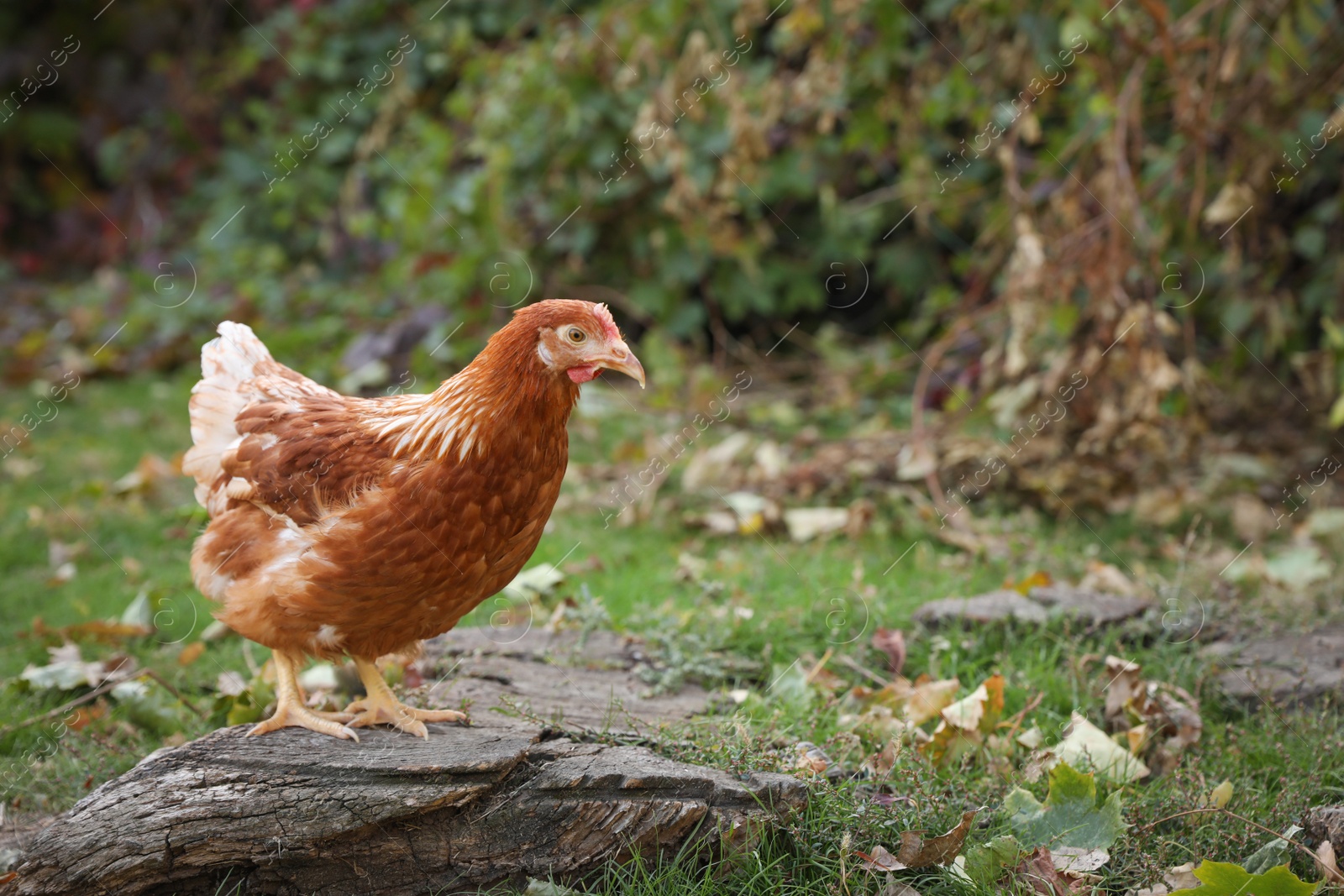 Photo of Beautiful chicken in yard on farm. Domestic animal