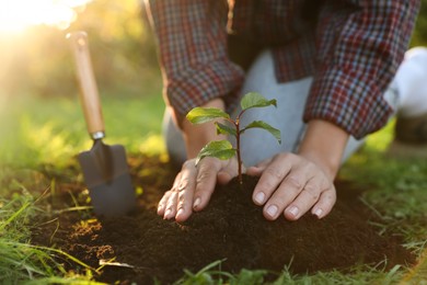 Photo of Woman planting young tree in garden, closeup