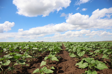 Agricultural field with young sunflower plants on sunny day