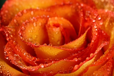 Photo of Closeup view of beautiful blooming rose with dew drops as background