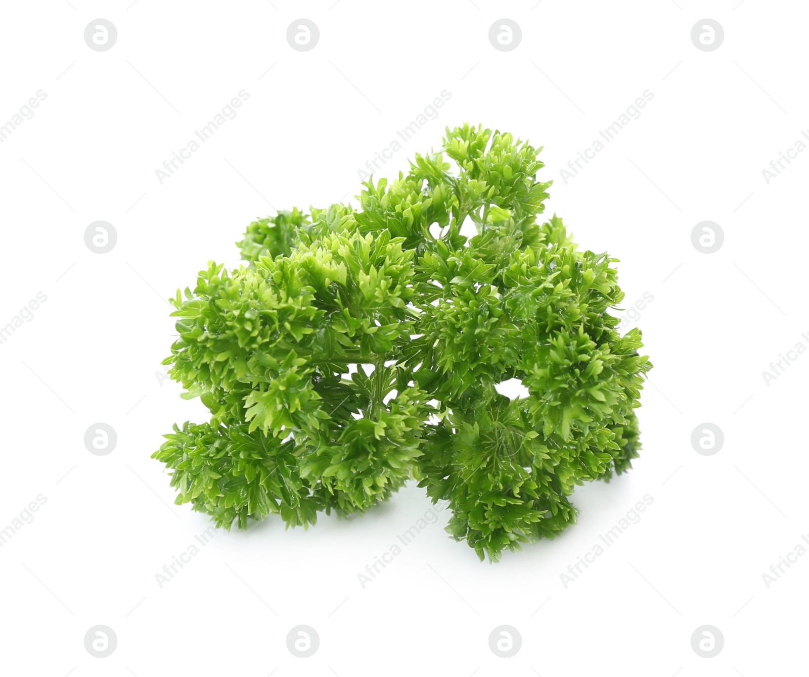 Photo of Fresh green curly parsley on white background