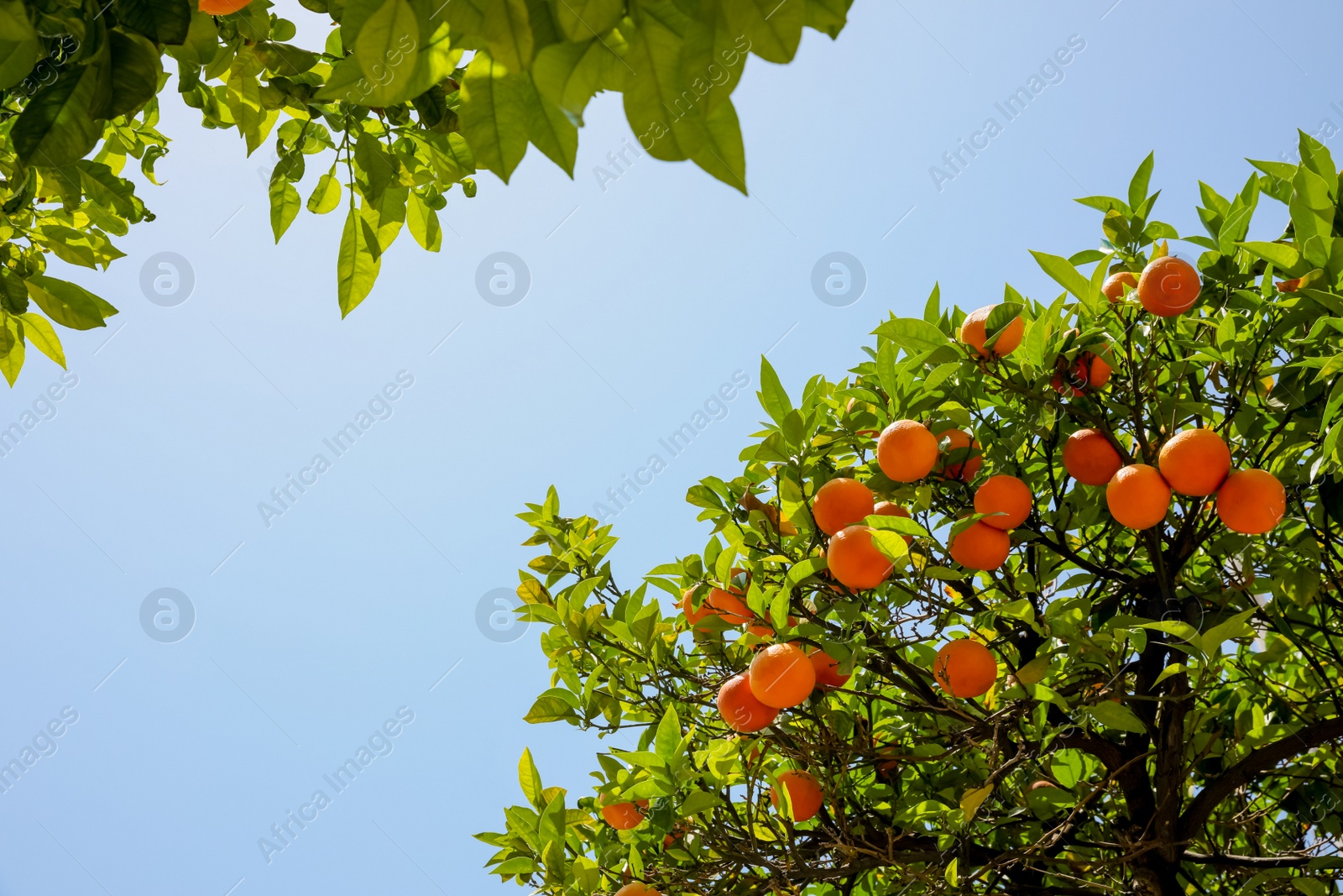 Photo of Bright green orange trees with fruits against blue sky on sunny day, view from below