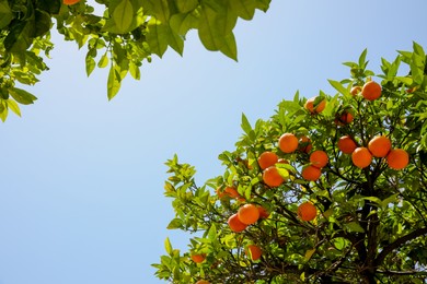 Bright green orange trees with fruits against blue sky on sunny day, view from below