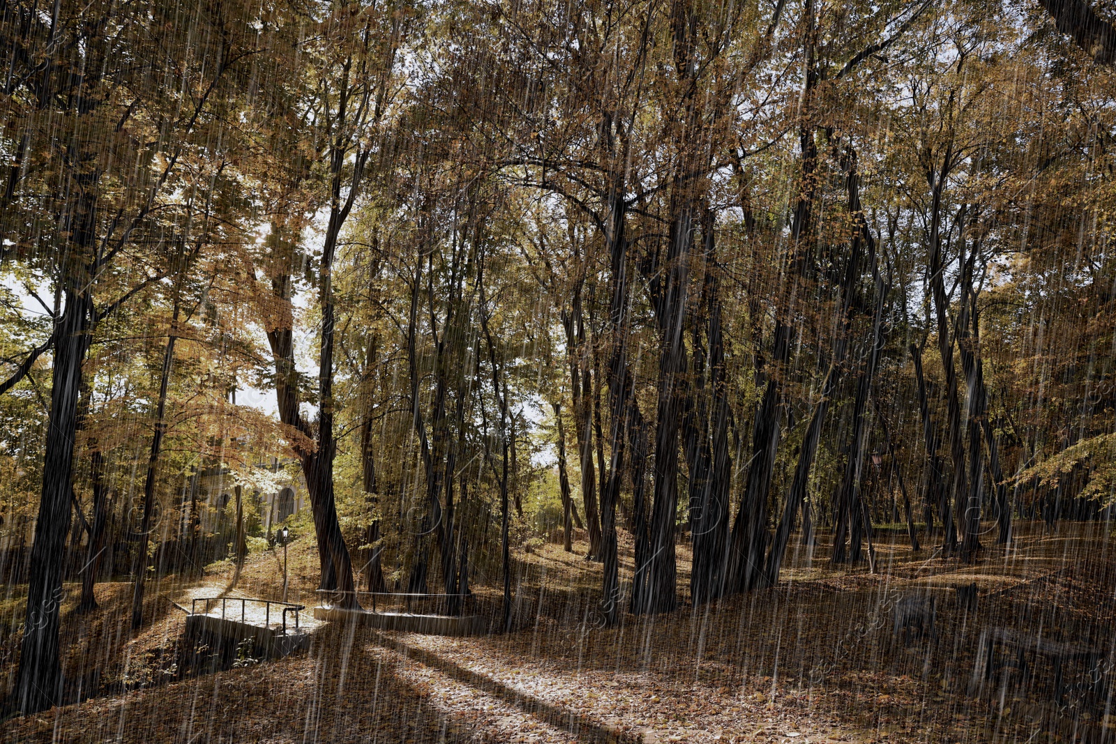 Image of Beautiful trees and fallen autumn leaves in park on rainy day