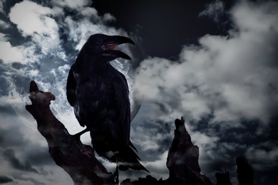 Image of Creepy black crow croaking on old tree at night