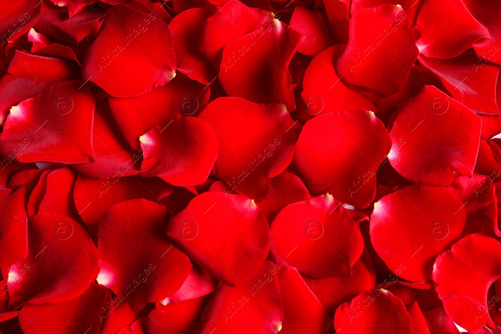 Photo of Beautiful red rose petals as background, closeup