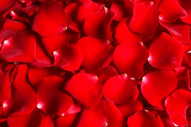 Photo of Beautiful red rose petals as background, closeup