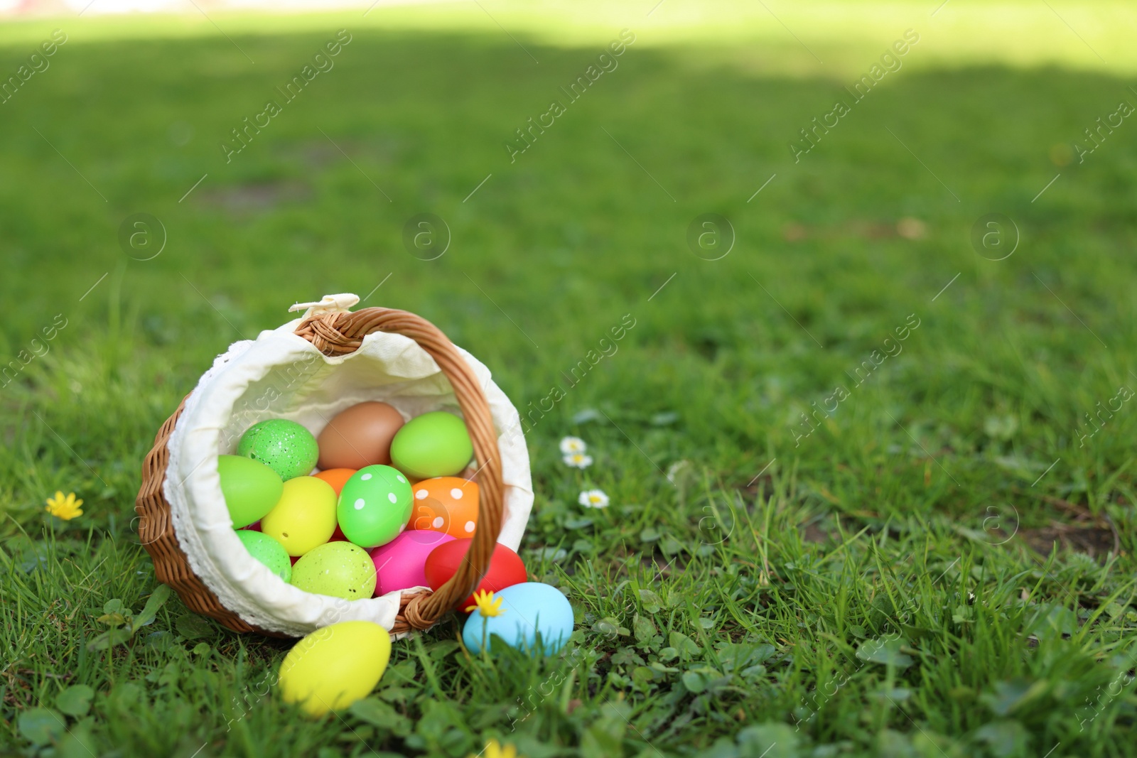 Photo of Easter celebration. Painted eggs in wicker basket on green grass, space for text