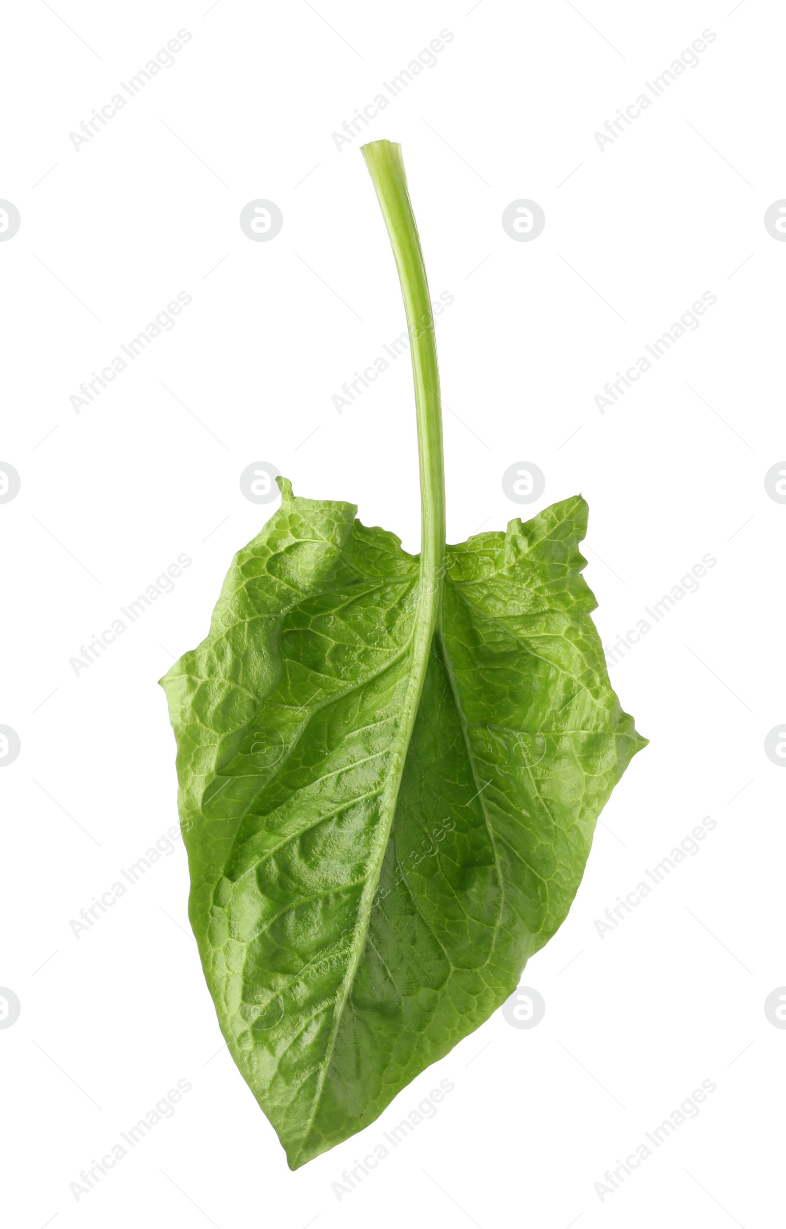 Photo of Fresh leaf of spinach isolated on white