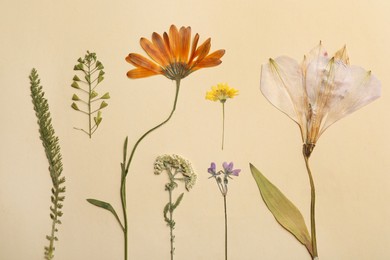 Photo of Pressed dried flowers and plants on beige background. Beautiful herbarium