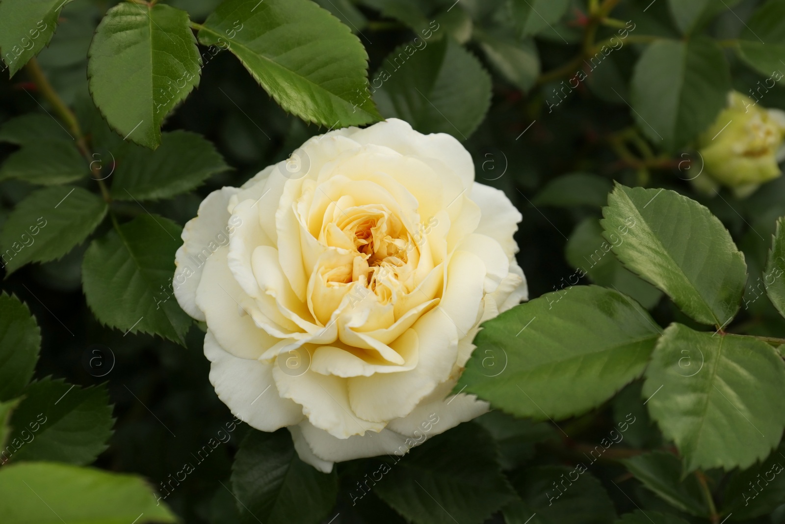 Photo of Closeup view of beautiful blooming rose bush outdoors