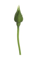 Photo of One beautiful rose bud isolated on white