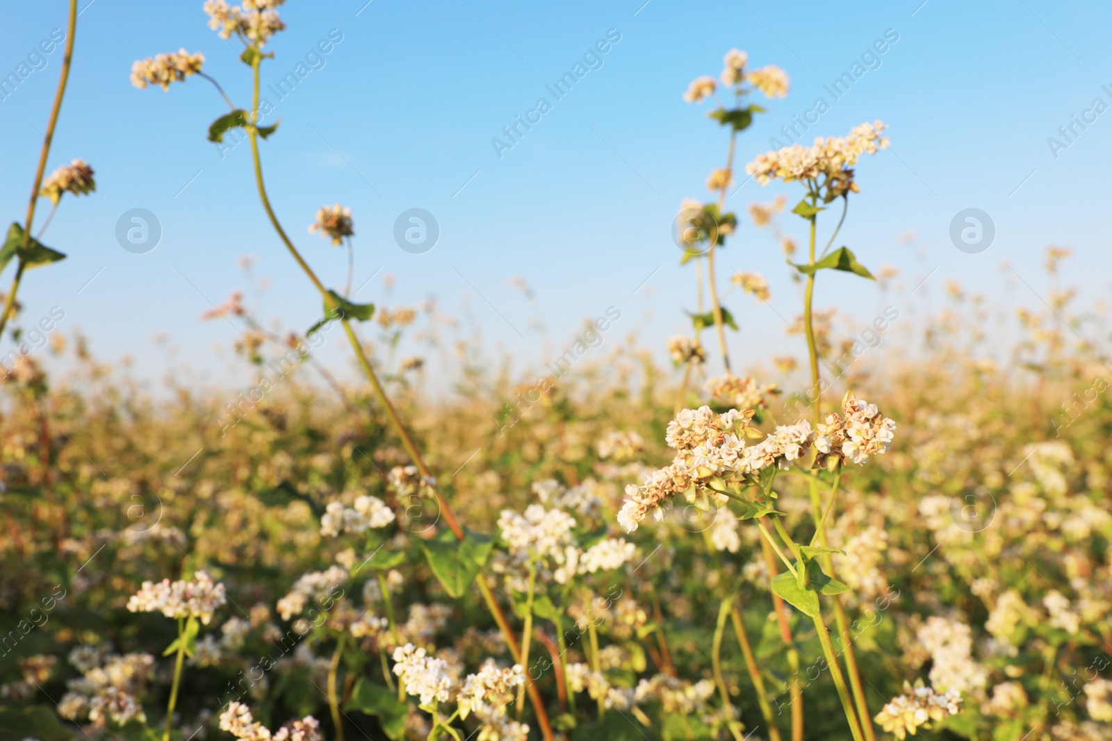 Photo of Beautiful blossoming buckwheat field on sunny day, closeup view