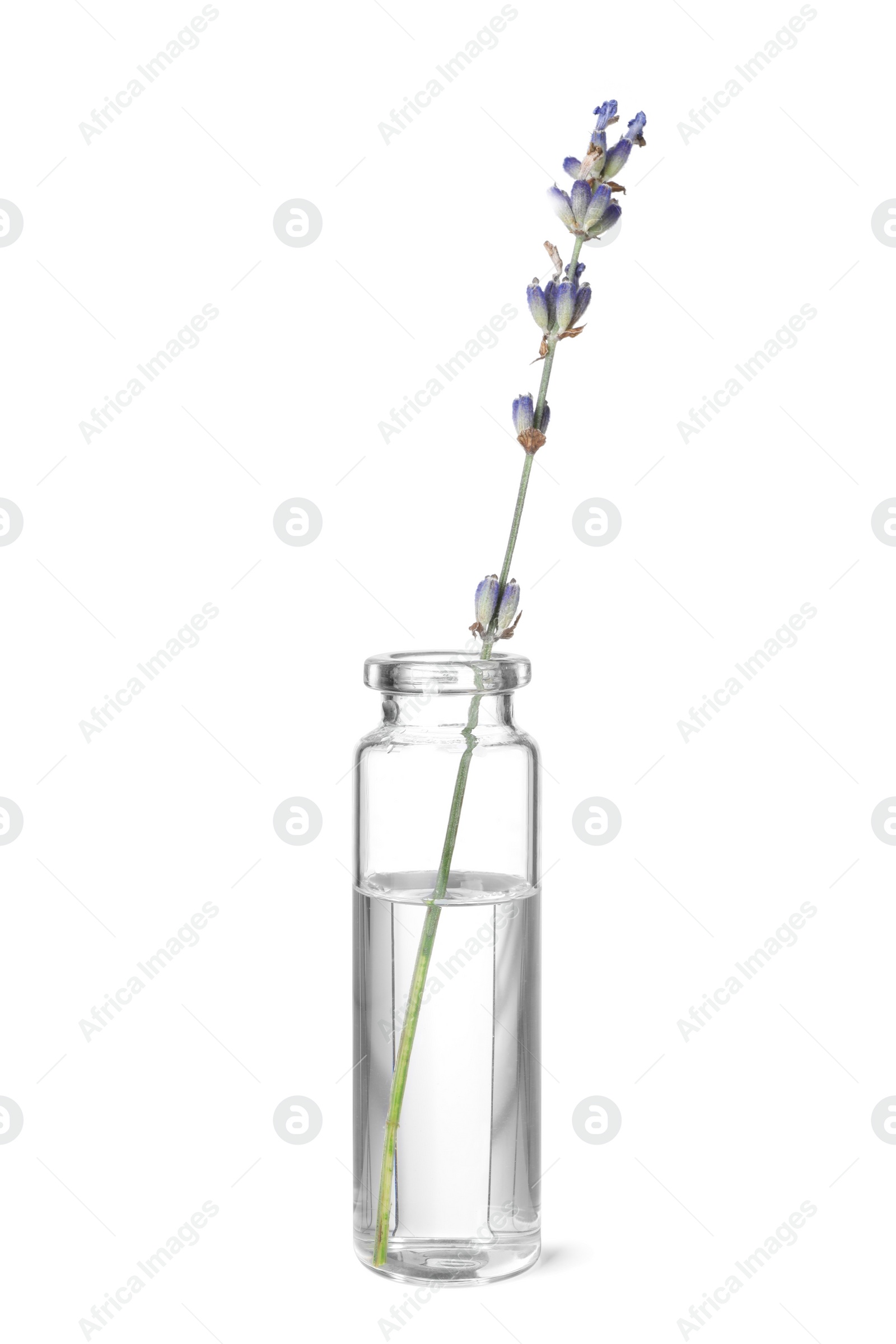 Photo of One bottle with essential oil and lavender isolated on white