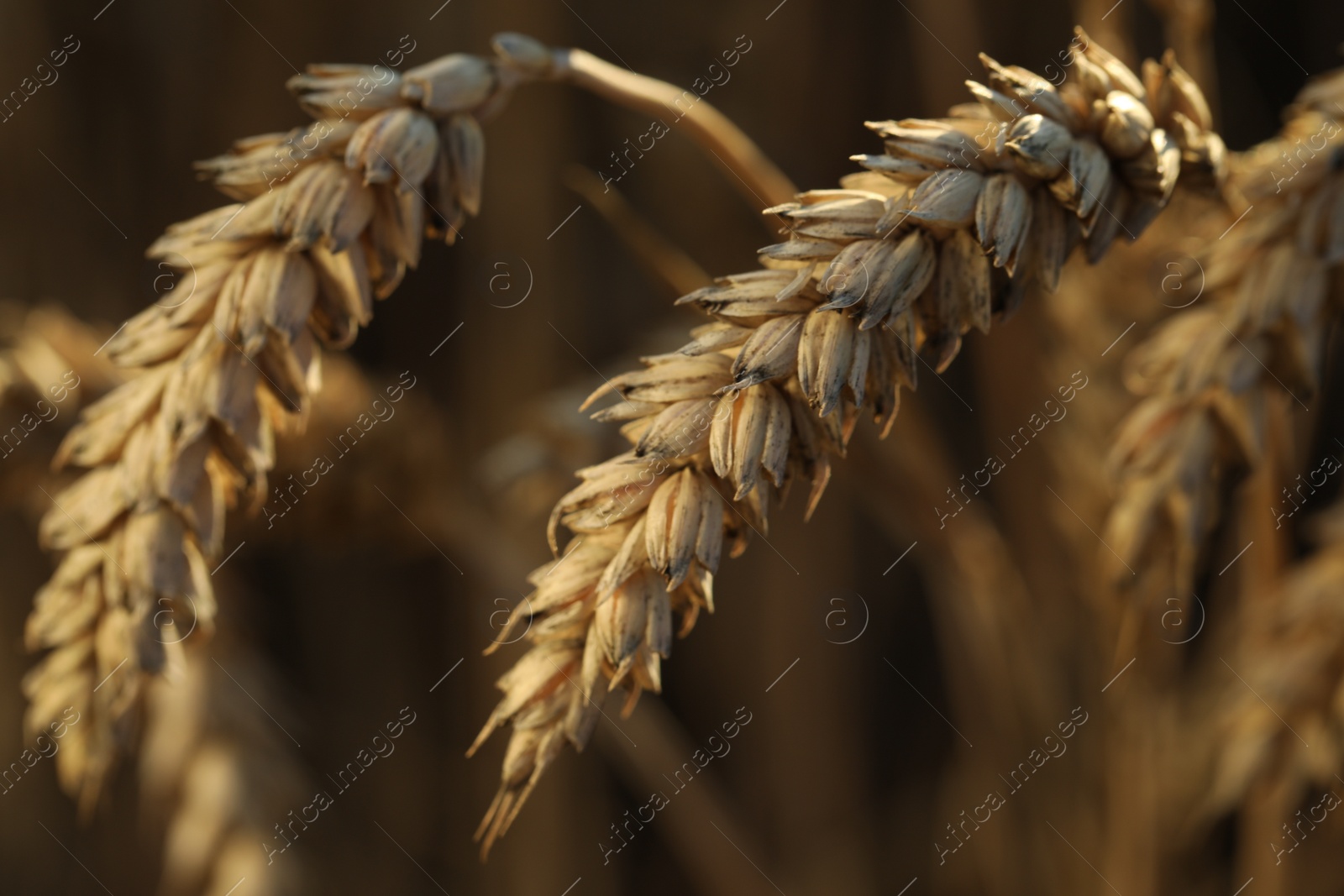 Photo of Ripe wheat spikes in agricultural field, closeup