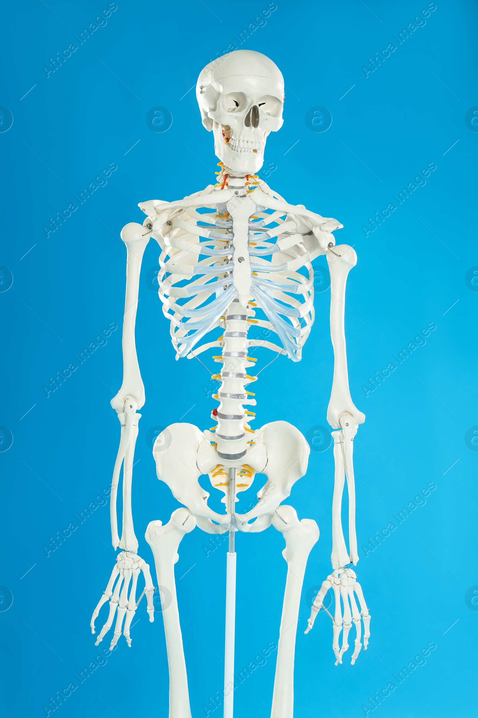 Photo of Artificial human skeleton model on blue background